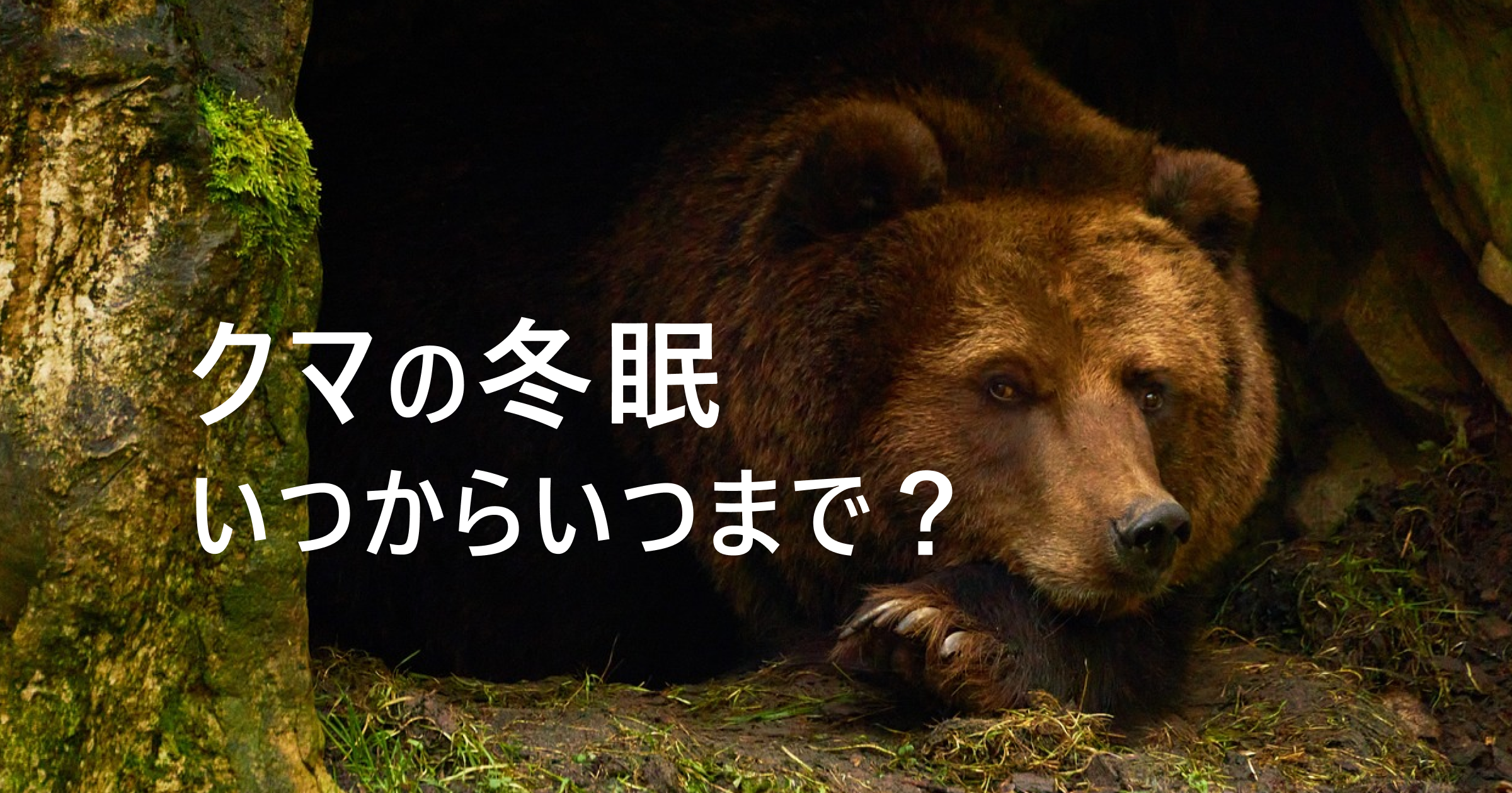 クマの冬眠はいつからいつまで？驚くべきメカニズムを紹介