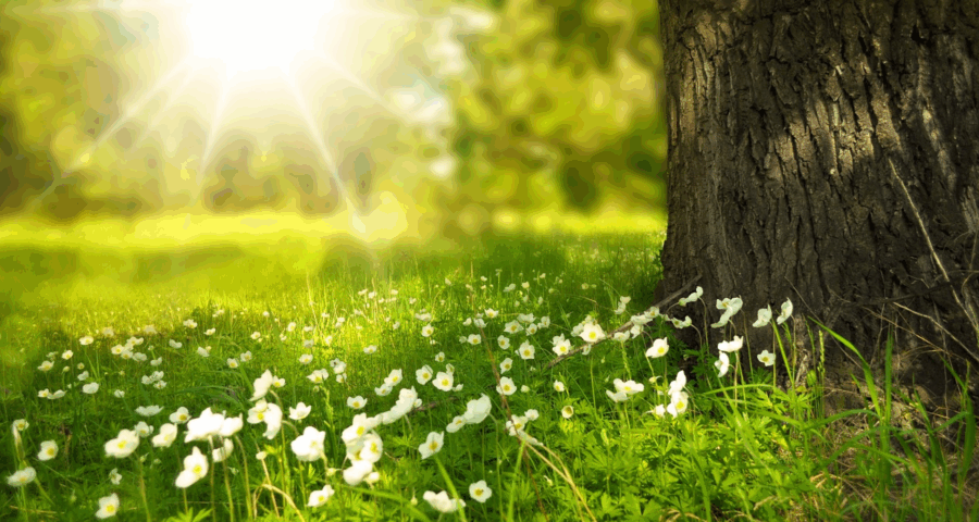 kyousei_eye 生物共生サイトアイキャッチ画像