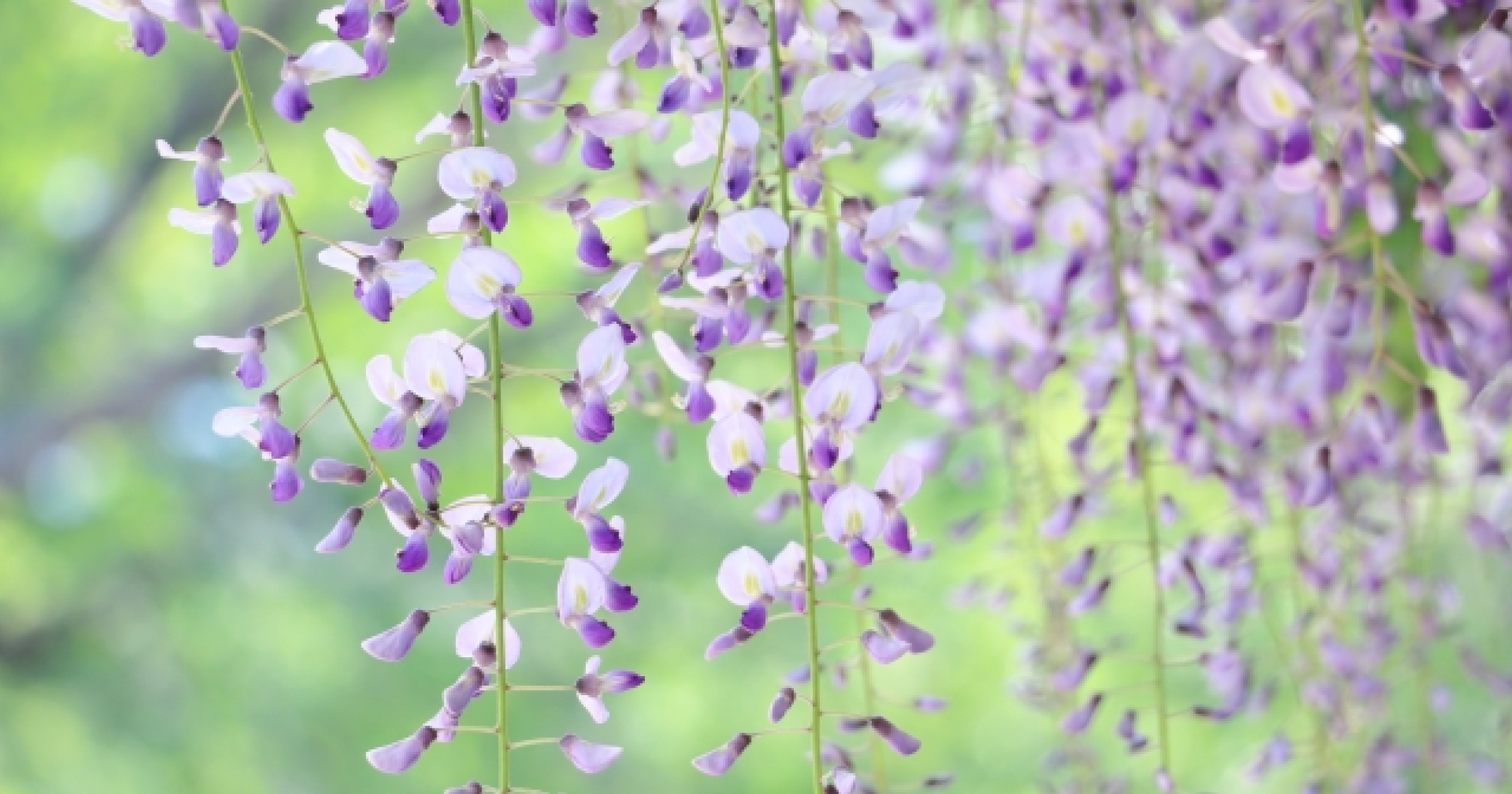 初夏の山で楽しむ樹木・花5選！どのような場所で見られるかも紹介