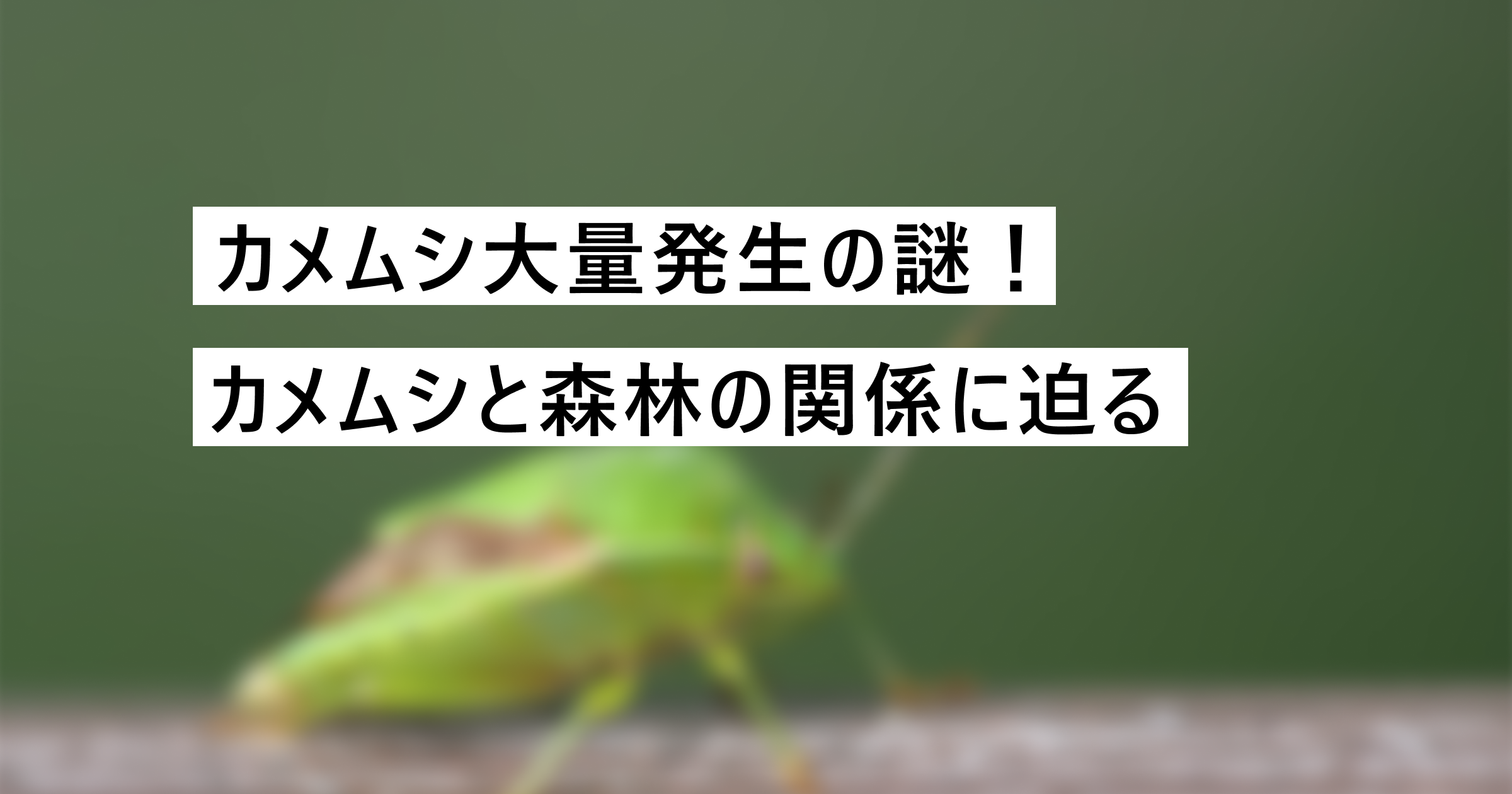 カメムシが大量発生しているのはなぜ？カメムシと森林の関係に迫る | 森林テック