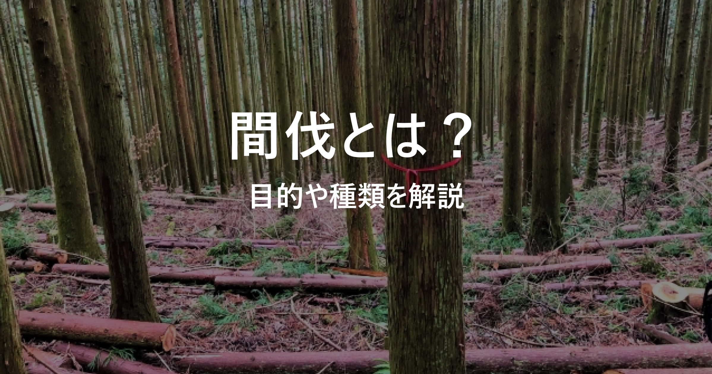 森林管理の基本】林業における間伐とは？目的や種類を解説